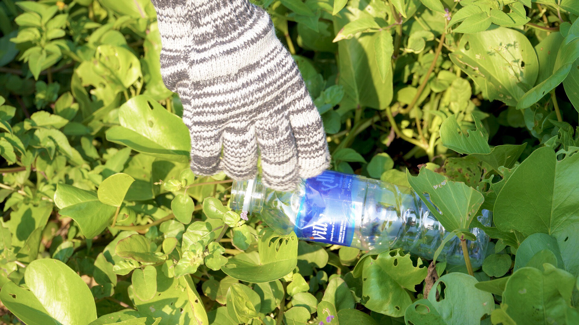 Chương trình "Ngày Chủ nhật xanh lần thứ II" chung tay làm sạch bãi biển Quy Nhơn 3 Đoàn Trường ĐH Quang Trung, Ngày Chủ nhật xanh,