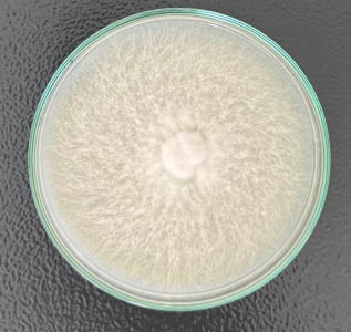 Nghiên cứu thành công giai đoạn 2 giống nấm hương (Lentinula edodes) 2 1