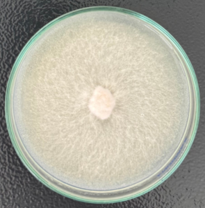 Nghiên cứu thành công giai đoạn 2 giống nấm hương (Lentinula edodes) 3 2