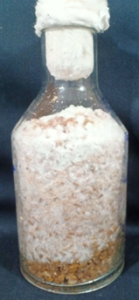 Nghiên cứu thành công giai đoạn 2 giống nấm hương (Lentinula edodes) 4 3