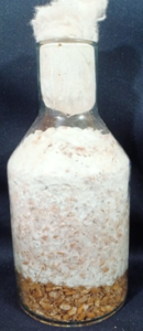 Nghiên cứu thành công giai đoạn 2 giống nấm hương (Lentinula edodes) 5 4