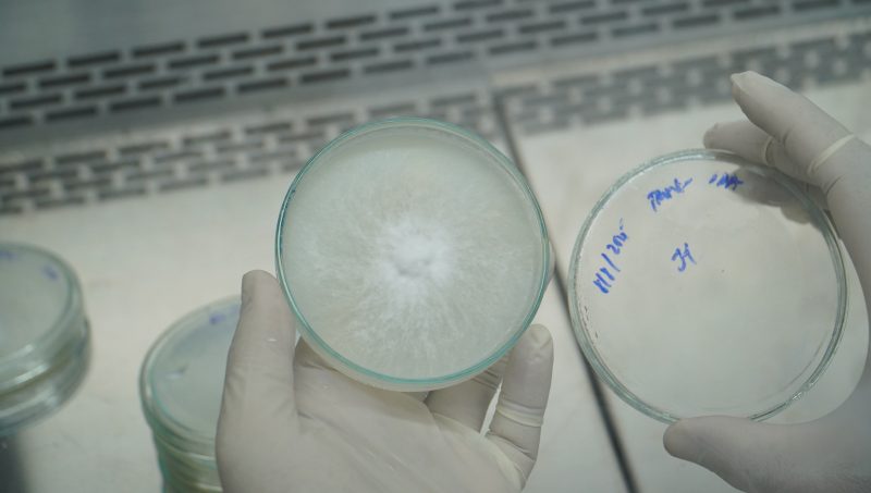 Nghiên cứu thành công giai đoạn 2 giống nấm hương (Lentinula edodes) 59 Dsc07373